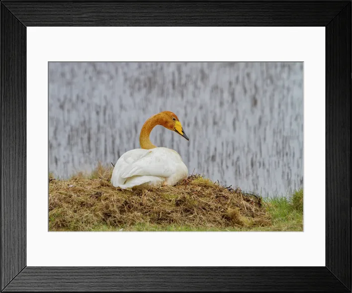 Framed Print : Adult whooper swan (Cygnus cygnus), pair on nest near Lake Myvatn, Iceland