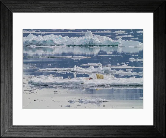 Framed Print : Adult polar bear (Ursus maritimus) with a freshly killed ringed seal, PUnited States of America hispida, in the Svalbard Archipelago, Norway Framed Print : Adult polar bear (Ursus maritimus) with a freshly killed ringed seal, PUnited States of America hispida, in the Svalbard Archipelago, Norway