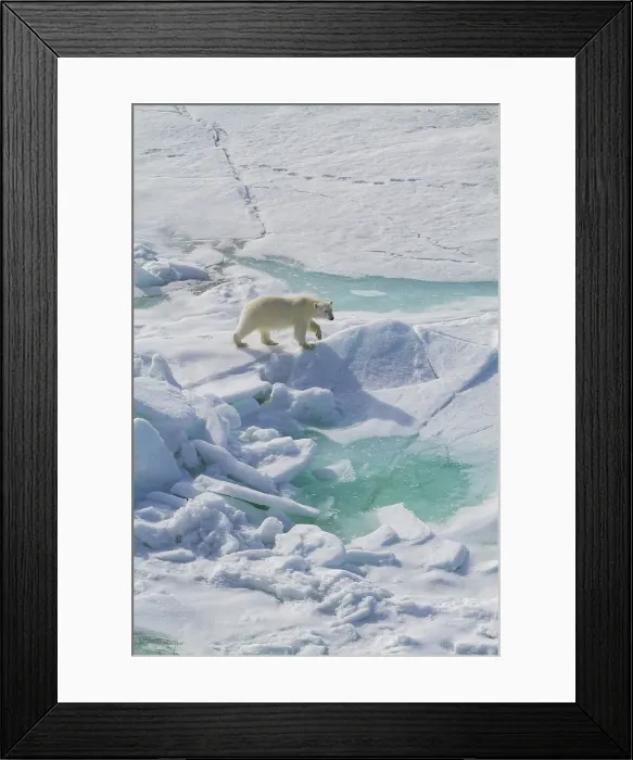 Framed Print : A curious young polar bear (Ursus maritimus), approaches the ship on Spitsbergen in the Svalbard Archipelago, Norway Framed Print : A curious young polar bear (Ursus maritimus), approaches the ship on Spitsbergen in the Svalbard Archipelago, Norway