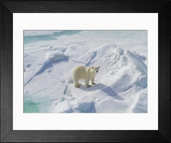 Framed Print : A curious young polar bear (Ursus maritimus), approaches the ship on Spitsbergen in the Svalbard Archipelago, Norway Framed Print : A curious young polar bear (Ursus maritimus), approaches the ship on Spitsbergen in the Svalbard Archipelago, Norway