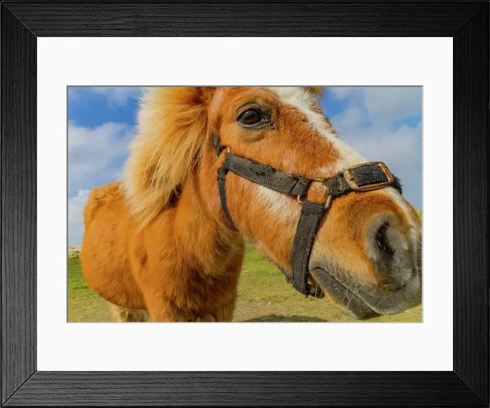 Framed Print : Adult Shetland pony (Equus ferus caballus) in the Shetland Isles, Scotland, United Kingdom Framed Print : Adult Shetland pony (Equus ferus caballus) in the Shetland Isles, Scotland, United Kingdom