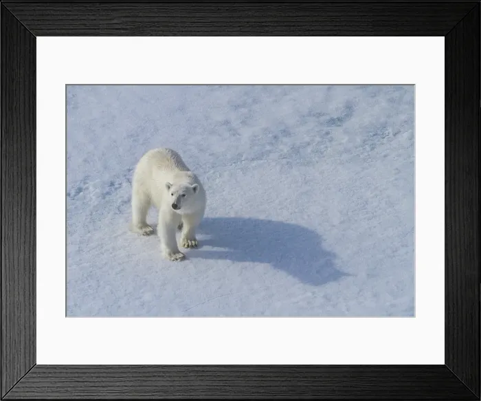 Framed Print : A curious young polar bear (Ursus maritimus), approaches the ship on Spitsbergen in the Svalbard Archipelago, Norway Framed Print : A curious young polar bear (Ursus maritimus), approaches the ship on Spitsbergen in the Svalbard Archipelago, Norway