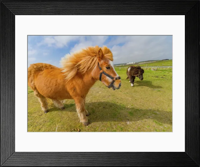 Framed Print : Adult Shetland ponies (Equus ferus caballus) in the Shetland Isles, Scotland, United Kingdom Framed Print : Adult Shetland ponies (Equus ferus caballus) in the Shetland Isles, Scotland, United Kingdom