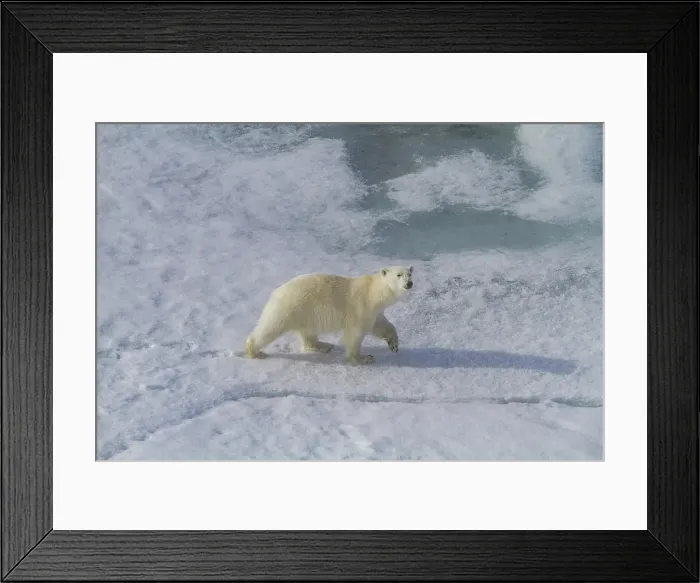 Framed Print : A curious young polar bear (Ursus maritimus), approaches the ship on Spitsbergen in the Svalbard Archipelago, Norway Framed Print : A curious young polar bear (Ursus maritimus), approaches the ship on Spitsbergen in the Svalbard Archipelago, Norway