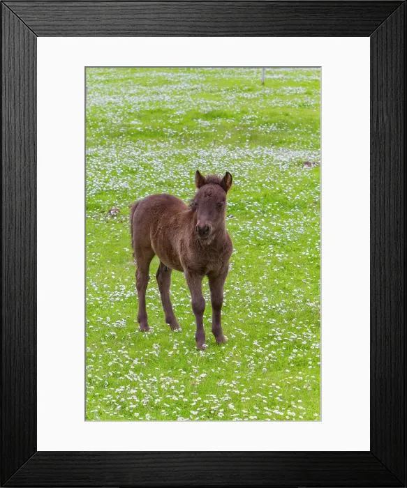 Framed Print : Shetland pony foal (Equus ferus caballus) in the Shetland Isles, Scotland, United Kingdom Framed Print : Shetland pony foal (Equus ferus caballus) in the Shetland Isles, Scotland, United Kingdom