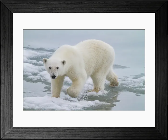 Framed Print : A curious young polar bear (Ursus maritimus), approaches the ship on Spitsbergen in the Svalbard Archipelago, Norway Framed Print : A curious young polar bear (Ursus maritimus), approaches the ship on Spitsbergen in the Svalbard Archipelago, Norway