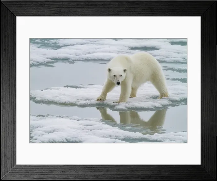 Framed Print : A curious young polar bear (Ursus maritimus), approaches the ship on Spitsbergen in the Svalbard Archipelago, Norway Framed Print : A curious young polar bear (Ursus maritimus), approaches the ship on Spitsbergen in the Svalbard Archipelago, Norway