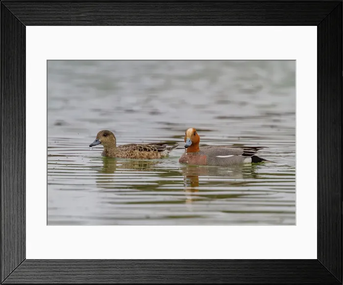 Framed Print : Adult Eurasian Wigeon (Anas penelope) in breeding plumage on Lake Myvatn, Iceland Framed Print : Adult Eurasian Wigeon (Anas penelope) in breeding plumage on Lake Myvatn, Iceland