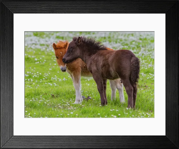 Framed Print : Shetland pony foals (Equus ferus caballus) in the Shetland Isles, Scotland, United Kingdom Framed Print : Shetland pony foals (Equus ferus caballus) in the Shetland Isles, Scotland, United Kingdom