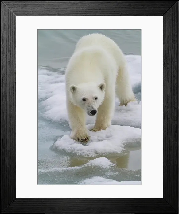 Framed Print : A curious young polar bear (Ursus maritimus), approaches ship on Spitsbergen in the Svalbard Archipelago, Norway Framed Print : A curious young polar bear (Ursus maritimus), approaches ship on Spitsbergen in the Svalbard Archipelago, Norway