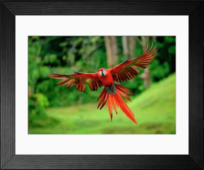 Framed Print : Flying Hybrid Scarlet x Great Green Macaw (Ara macao x militaris), Costa Rica Framed Print : Flying Hybrid Scarlet x Great Green Macaw (Ara macao x militaris), Costa Rica