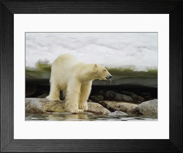 Framed Print : Adult polar bear (Ursus maritimus) in Holmabukta on the northwest coast of Spitsbergen in the Svalbard Archipelago, Norway Framed Print : Adult polar bear (Ursus maritimus) in Holmabukta on the northwest coast of Spitsbergen in the Svalbard Archipelago, Norway