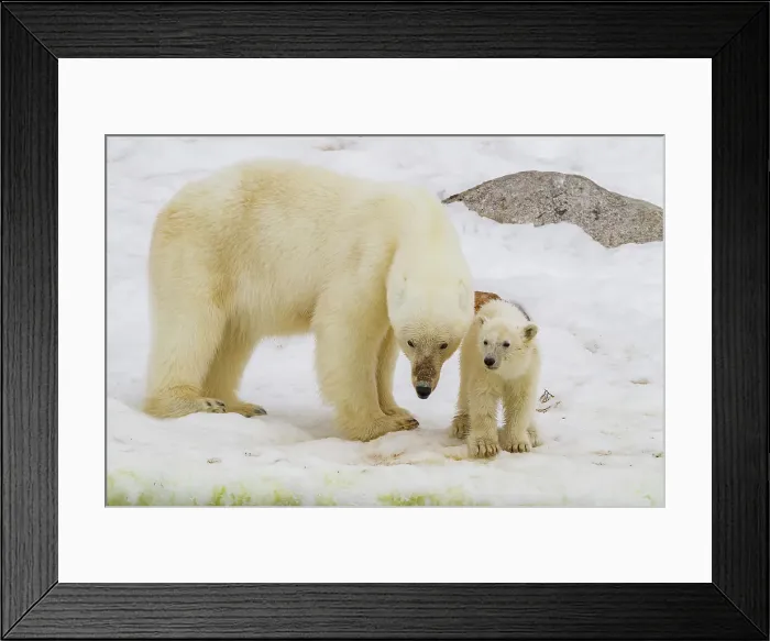 Framed Print : Mother polar bear (Ursus maritimus), with cub of the year in Holmabukta in the Svalbard Archipelago, Norway Framed Print : Mother polar bear (Ursus maritimus), with cub of the year in Holmabukta in the Svalbard Archipelago, Norway
