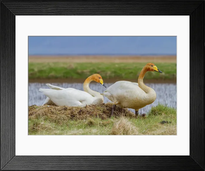 Framed Print : Adult whooper swan (Cygnus cygnus), pair on nest near Lake Myvatn, Iceland Framed Print : Adult whooper swan (Cygnus cygnus), pair on nest near Lake Myvatn, Iceland