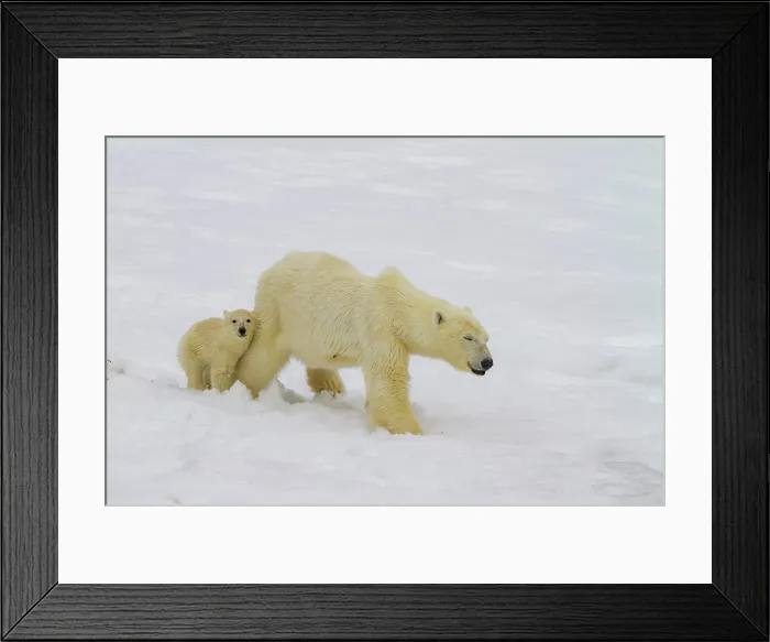 Framed Print : Mother polar bear (Ursus maritimus), with cub of the year in Holmabukta in the Svalbard Archipelago, Norway Framed Print : Mother polar bear (Ursus maritimus), with cub of the year in Holmabukta in the Svalbard Archipelago, Norway