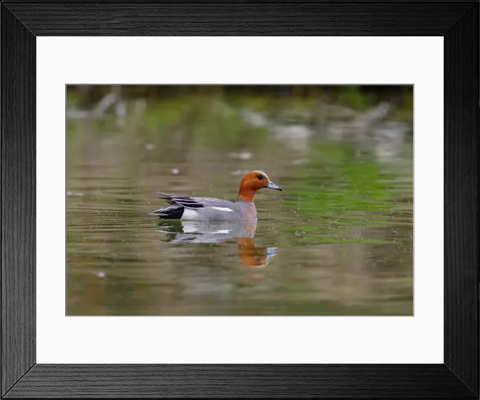 Framed Print : Adult Eurasian Wigeon (Anas penelope) in breeding plumage on Lake Myvatn, Iceland Framed Print : Adult Eurasian Wigeon (Anas penelope) in breeding plumage on Lake Myvatn, Iceland