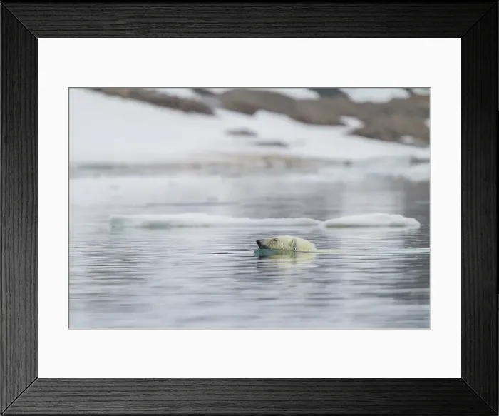 Framed Print : A curious young polar bear (Ursus maritimus), swimming to the smell of a fresh bearded seal kill in SpitsBergen, Vestland, Norway Framed Print : A curious young polar bear (Ursus maritimus), swimming to the smell of a fresh bearded seal kill in SpitsBergen, Vestland, Norway