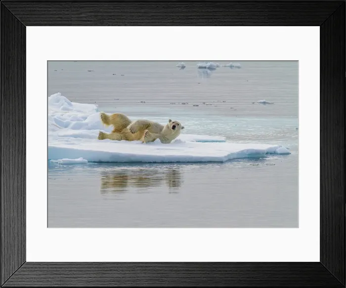 Framed Print : Adult polar bear (Ursus maritimus), on multi-year ice floes off the coast of Edgeoya, Svalbard, Norway Framed Print : Adult polar bear (Ursus maritimus), on multi-year ice floes off the coast of Edgeoya, Svalbard, Norway