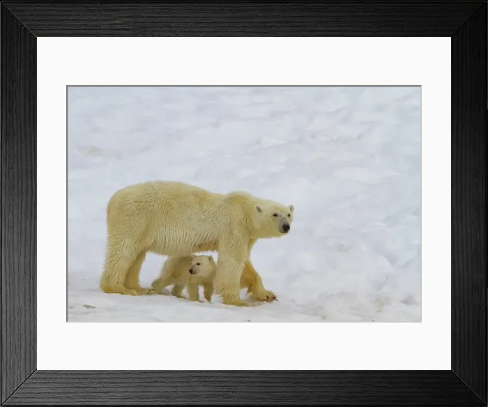 Framed Print : Mother polar bear (Ursus maritimus), with cub of the year in Holmabukta in the Svalbard Archipelago, Norway Framed Print : Mother polar bear (Ursus maritimus), with cub of the year in Holmabukta in the Svalbard Archipelago, Norway