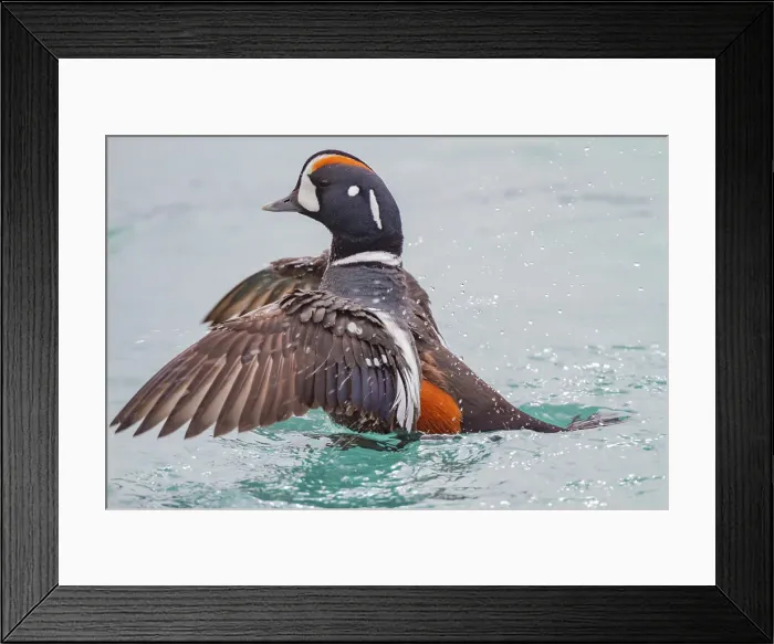 Framed Print : Adult harlequin duck (Histrionicus histrionicus) in full breeding plumage in the calm waters of Lake Myvatn, Iceland Framed Print : Adult harlequin duck (Histrionicus histrionicus) in full breeding plumage in the calm waters of Lake Myvatn, Iceland