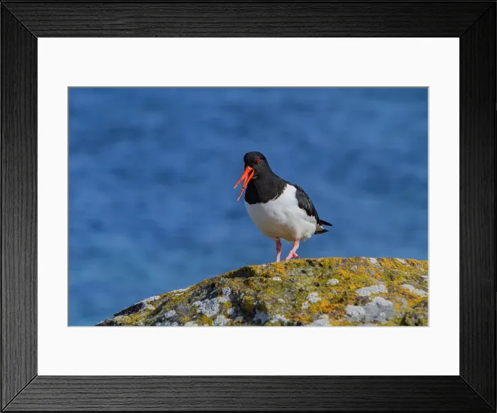 Framed Print : Adult Eurasian oystercatcher (Haematopus ostralegus ostralegus) in full breeding plumage at Isfjardardjup, Iceland Framed Print : Adult Eurasian oystercatcher (Haematopus ostralegus ostralegus) in full breeding plumage at Isfjardardjup, Iceland