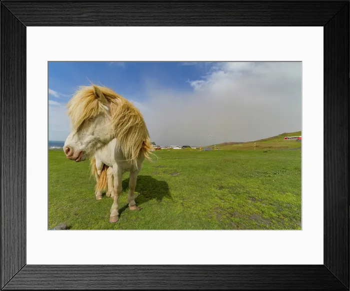 Framed Print : Icelandic ponies on Heimaey Island, Iceland Framed Print : Icelandic ponies on Heimaey Island, Iceland