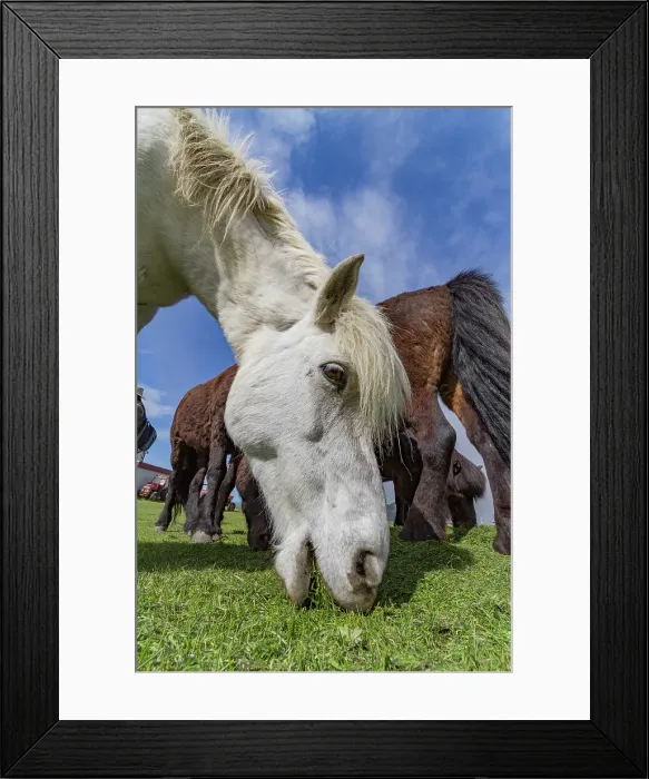 Framed Print : Icelandic ponies on Heimaey Island, Iceland Framed Print : Icelandic ponies on Heimaey Island, Iceland