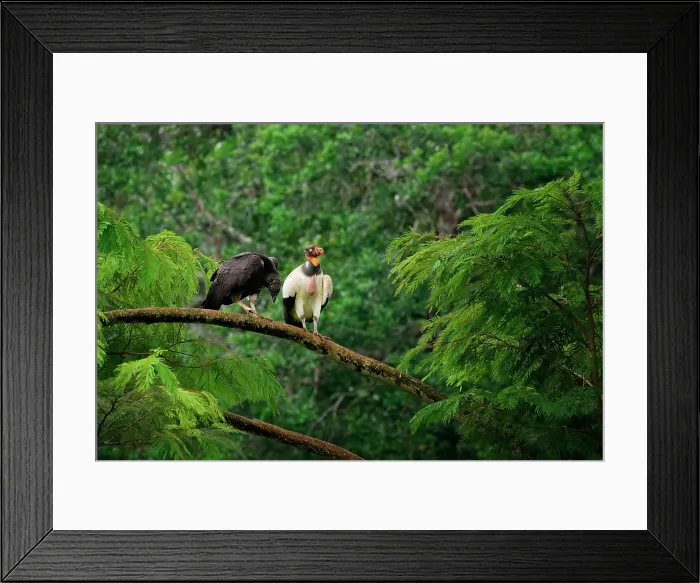 Framed Print : King vulture (Sarcoramphus papa) feeding a chick in a tree, Costa Rica Framed Print : King vulture (Sarcoramphus papa) feeding a chick in a tree, Costa Rica