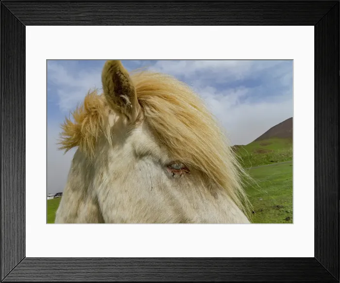 Framed Print : Icelandic ponies on Heimaey Island, Iceland Framed Print : Icelandic ponies on Heimaey Island, Iceland