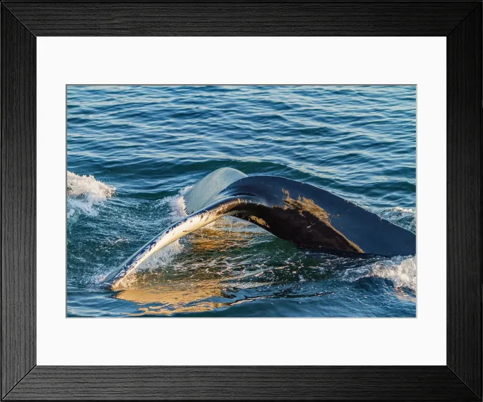 Framed Print : Adult humpback whale (Megaptera novaeangliae), flukes-up dive at Siglufjorour, Iceland Framed Print : Adult humpback whale (Megaptera novaeangliae), flukes-up dive at Siglufjorour, Iceland