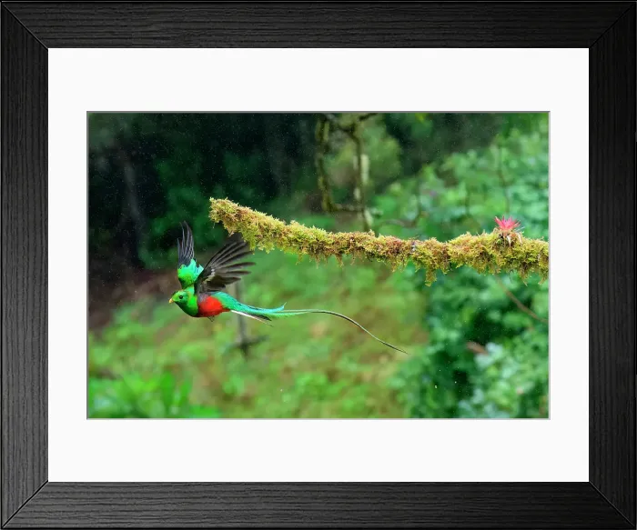 Framed Print : Male Resplendent quetzal (Pharomachrus mocinno) in flight, Costa Rica Framed Print : Male Resplendent quetzal (Pharomachrus mocinno) in flight, Costa Rica