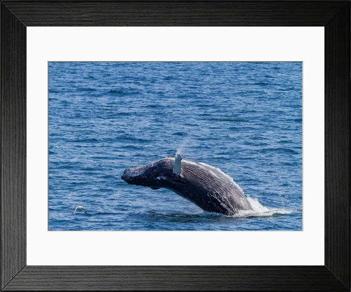 Framed Print : Adult humpback whale (Megaptera novaeangliae), breaching in the fjord of Isfjardardjup, Iceland Framed Print : Adult humpback whale (Megaptera novaeangliae), breaching in the fjord of Isfjardardjup, Iceland