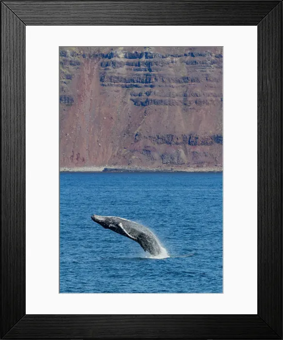 Framed Print : Adult humpback whale (Megaptera novaeangliae), breaching in the fjord of Isfjardardjup, Iceland Framed Print : Adult humpback whale (Megaptera novaeangliae), breaching in the fjord of Isfjardardjup, Iceland