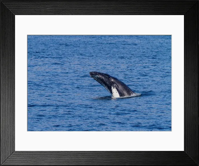 Framed Print : Adult humpback whale (Megaptera novaeangliae), head-lunging in the fjord of Isfjardardjup, Iceland Framed Print : Adult humpback whale (Megaptera novaeangliae), head-lunging in the fjord of Isfjardardjup, Iceland