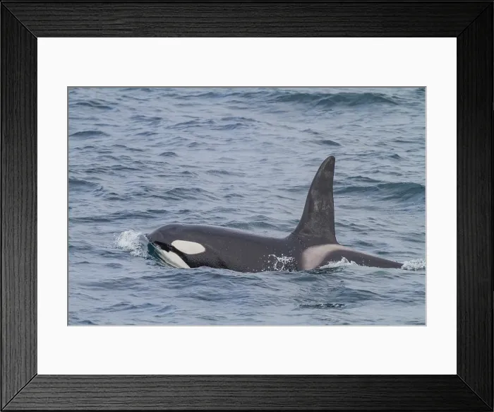 Framed Print : Group of at least eight killer whales (Orcinus orca) surfacing off the coast of the island of Surtsey, southern Iceland Framed Print : Group of at least eight killer whales (Orcinus orca) surfacing off the coast of the island of Surtsey, southern Iceland