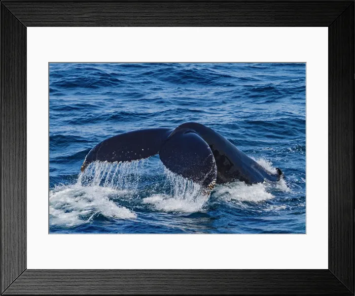 Framed Print : Adult humpback whale (Megaptera novaeangliae), flukes-up dive in Isafjardardjup Bay, Iceland Framed Print : Adult humpback whale (Megaptera novaeangliae), flukes-up dive in Isafjardardjup Bay, Iceland
