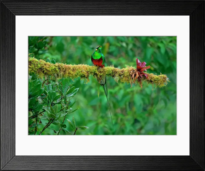 Framed Print : Male Resplendent quetzal (Pharomachrus mocinno) on branch, Costa Rica Framed Print : Male Resplendent quetzal (Pharomachrus mocinno) on branch, Costa Rica