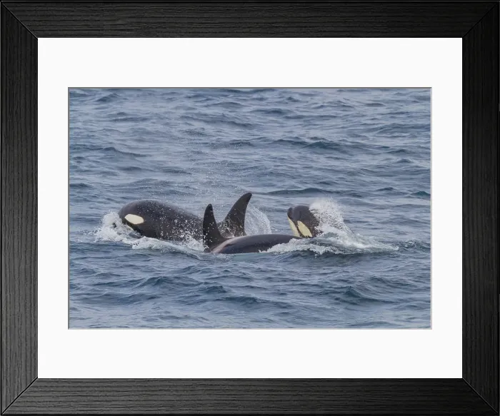 Framed Print : Group of at least eight killer whales (Orcinus orca) surfacing off the coast of the island of Surtsey, southern Iceland Framed Print : Group of at least eight killer whales (Orcinus orca) surfacing off the coast of the island of Surtsey, southern Iceland