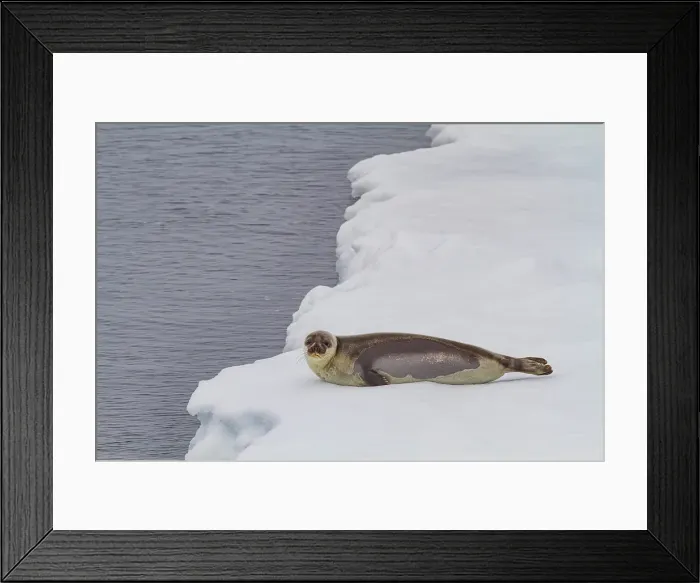 Framed Print : Harp seal (Pagophilus groenlandicus), hauled out on the pack-ice in between Iceland and Greenland in the Denmark Strait, Denmark