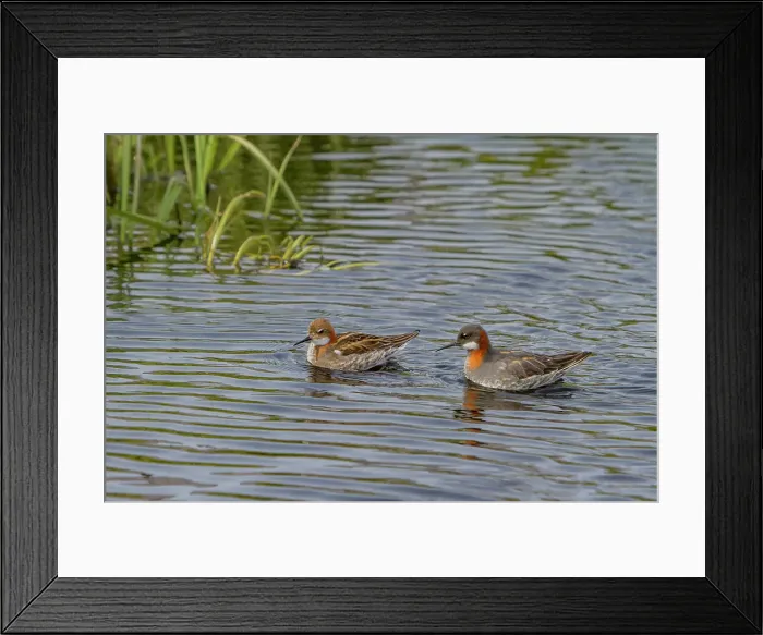 Framed Print : Adult red-necked phalaropes (Phalaropus lobatus) in breeding plumage on Flatey Island, Iceland Framed Print : Adult red-necked phalaropes (Phalaropus lobatus) in breeding plumage on Flatey Island, Iceland