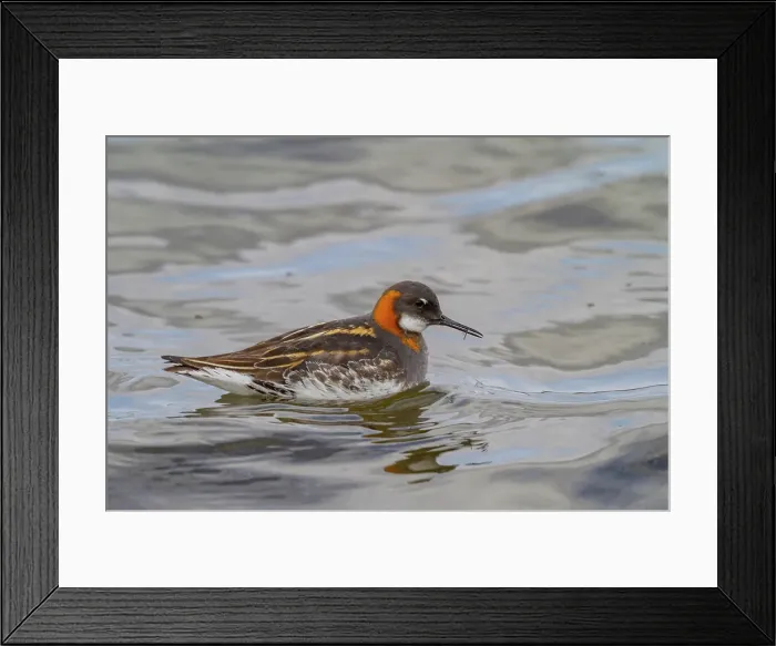 Framed Print : Adult red-necked phalarope (Phalaropus lobatus) in breeding plumage on Flatey Island, Iceland Framed Print : Adult red-necked phalarope (Phalaropus lobatus) in breeding plumage on Flatey Island, Iceland