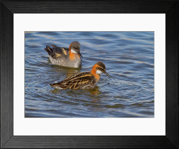 Framed Print : Adult red-necked phalaropes (Phalaropus lobatus) in breeding plumage on Flatey Island, Iceland Framed Print : Adult red-necked phalaropes (Phalaropus lobatus) in breeding plumage on Flatey Island, Iceland