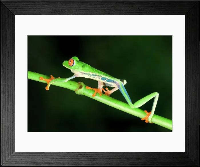 Framed Print : Red-eyed tree frog (red-eyed leaf frog) (Agalychnis callidryas) walking over a branch, Costa Rica Framed Print : Red-eyed tree frog (red-eyed leaf frog) (Agalychnis callidryas) walking over a branch, Costa Rica