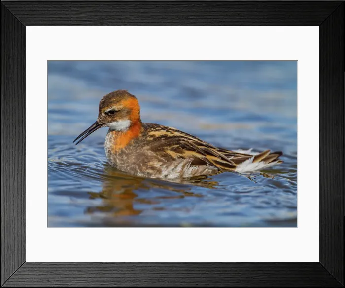 Framed Print : Adult red-necked phalarope (Phalaropus lobatus) in breeding plumage on Flatey Island, Iceland
