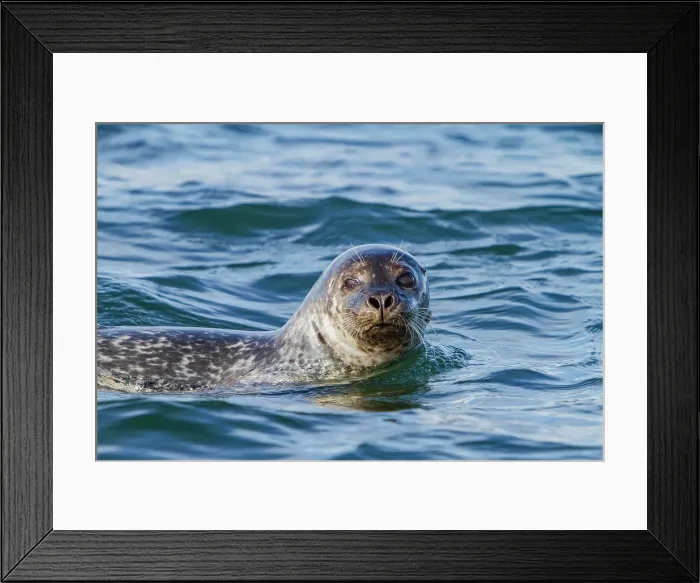Framed Print : Curious harbor seal (Phoca vitulina), approaches Zodiac at Vigur Island, Iceland Framed Print : Curious harbor seal (Phoca vitulina), approaches Zodiac at Vigur Island, Iceland