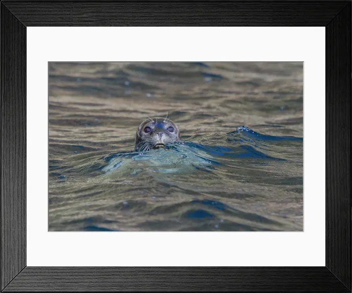 Framed Print : Curious harbor seal (Phoca vitulina), approaches Zodiac at Vigur Island, Iceland Framed Print : Curious harbor seal (Phoca vitulina), approaches Zodiac at Vigur Island, Iceland