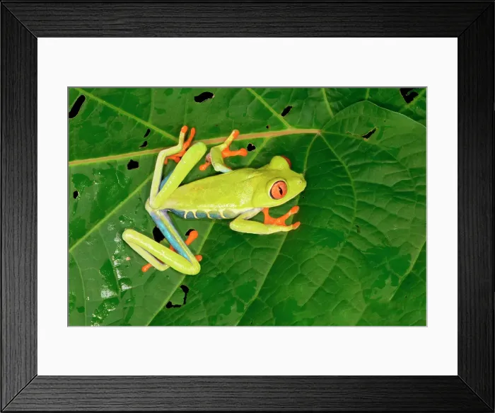 Framed Print : Red-eyed tree frog (red-eyed leaf frog) (Agalychnis callidryas) sitting on leaf, Costa Rica Framed Print : Red-eyed tree frog (red-eyed leaf frog) (Agalychnis callidryas) sitting on leaf, Costa Rica
