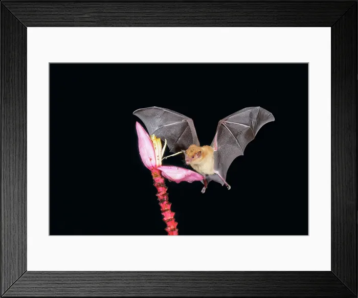 Framed Print : Orange nectar bat (Lonchophylla robusta) hovering and drinking nectar from a wild red banana flower (Musa velutina) in the rain forest, Costa Rica