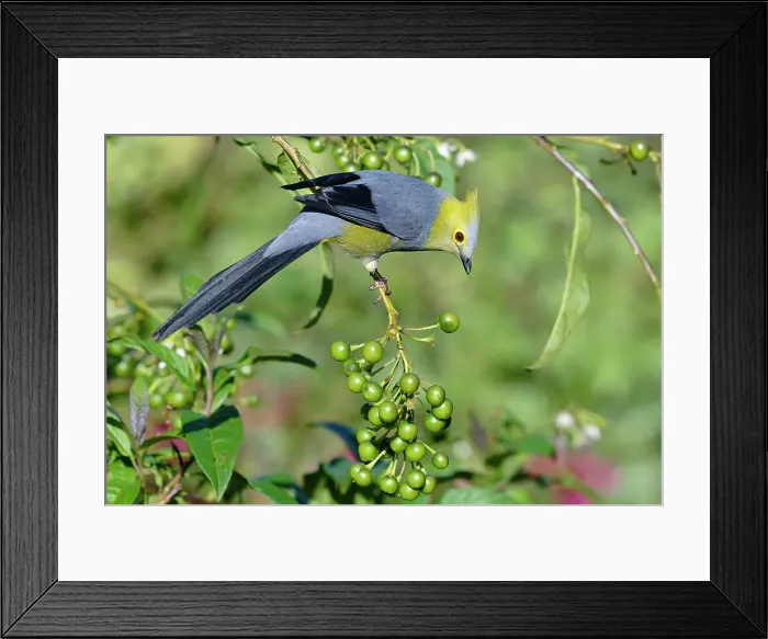 Framed Print : Long-tailed Silky-flycatcher (Ptiliogonys caudatus) feeding on Twoleaf nightshade berries, Costa Rica Framed Print : Long-tailed Silky-flycatcher (Ptiliogonys caudatus) feeding on Twoleaf nightshade berries, Costa Rica