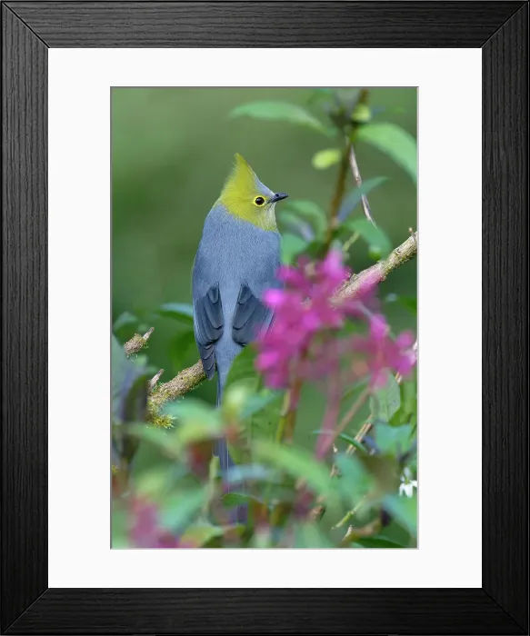 Framed Print : Long-tailed Silky-flycatcher (Ptiliogonys caudatus), Costa Rica Framed Print : Long-tailed Silky-flycatcher (Ptiliogonys caudatus), Costa Rica